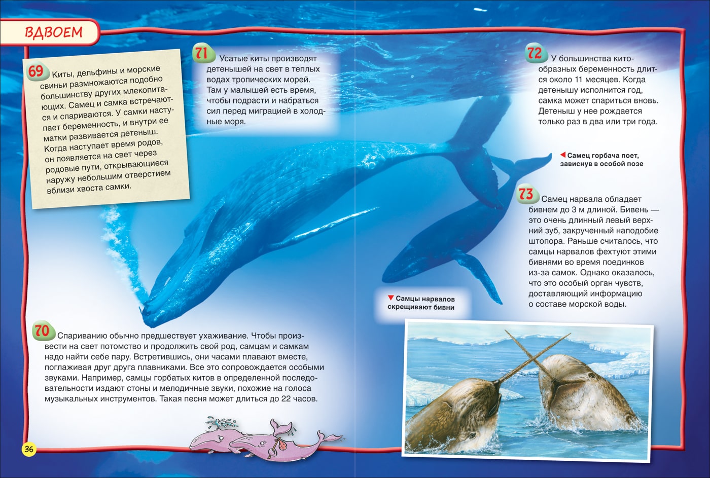 Книга из серии 100 фактов – Киты и дельфины  